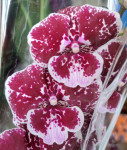 Орхидея Phalaenopsis Big Lip (отцвел)    