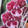 Орхидея Phalaenopsis Big Lip (отцвел)    