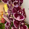 Орхидея Phalaenopsis Big Lip (отцвел)    