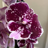 Орхидея Phalaenopsis Big Lip (отцвел)    