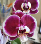 Орхидея Phal. Red Swan, midi (отцвел, РЕАНИМАШКА) 
