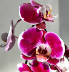 Орхидея Phal. Red Swan, midi (отцвел, РЕАНИМАШКА*) 