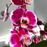 Орхидея Phal. Red Swan, midi (отцвел, РЕАНИМАШКА*) 