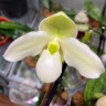 Орхидея Paphiopedilum Deperle (отцвёл)
