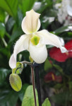 Орхидея Paphiopedilum Deperle (отцвёл)