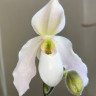 Орхидея Paphiopedilum Deperle (отцвёл)