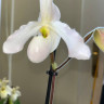 Орхидея Paphiopedilum Deperle (отцвёл)