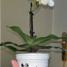 Орхидея Paphiopedilum Deperle (отцвёл)