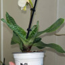 Орхидея Paphiopedilum Deperle (отцвёл)