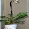 Орхидея Paphiopedilum Deperle (отцвёл)