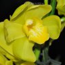 Орхидея Cymbidium (отцвёл)