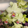 Орхидея Phalaenopsis Canary, multiflora 