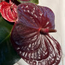 Anthurium Tranquillo (отцвел)