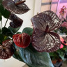 Anthurium Tranquillo (отцвел)