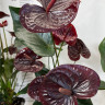 Anthurium Tranquillo (отцвел)