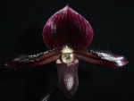 Орхидея Paph. Maudiae vinicolor dark (еще не цвёл)