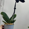 Орхидея Paphiopedilum Maudiae Vinicolor Dark 