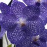 Орхидея Vanda Pak Chong Blue (отцвела)