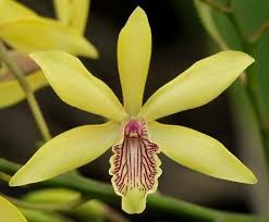 Орхидея Epicattleya Kyoguchi (отцвела)