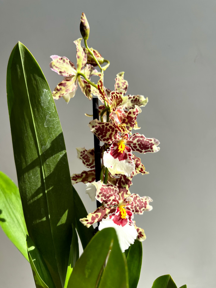 Провинциялардан келген орыс эротикасы