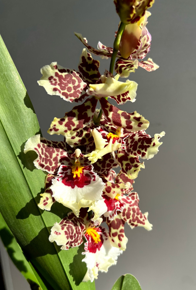 Ибица оргиялары Ибица оргиялары