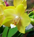 Орхидея Phalaenopsis Sogo Pride, multiflora