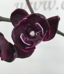 Орхидея Phalaenopsis Black peloric
