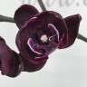 Орхидея Phalaenopsis Black, peloric (отцвел)