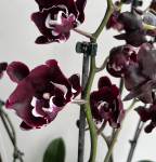 Орхидея Phalaenopsis Black peloric, big lip (отцвел)
