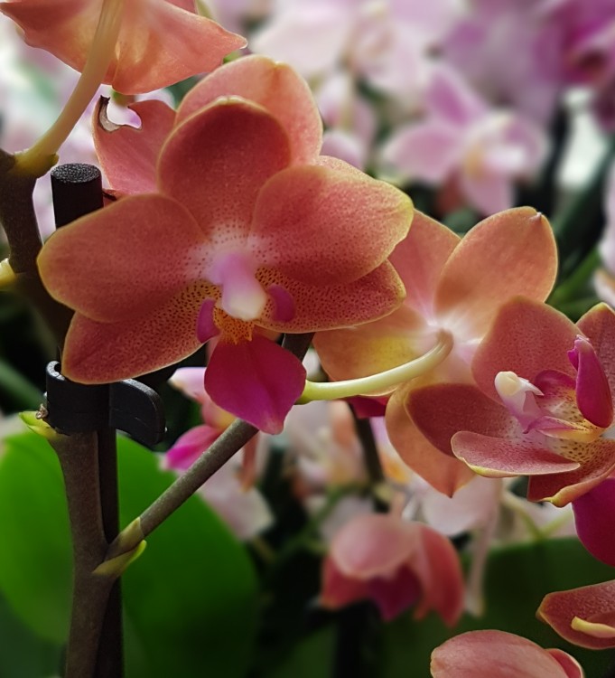 Орхидея Phalaenopsis, mini (отцвёл)