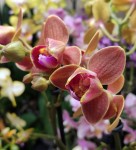 Орхидея Phalaenopsis Paprika, multiflora 