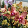 Орхидея Phalaenopsis Paprika, multiflora 