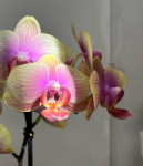 Орхидея Phalaenopsis, multiflora  