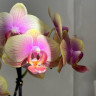 Орхидея Phalaenopsis, multiflora  