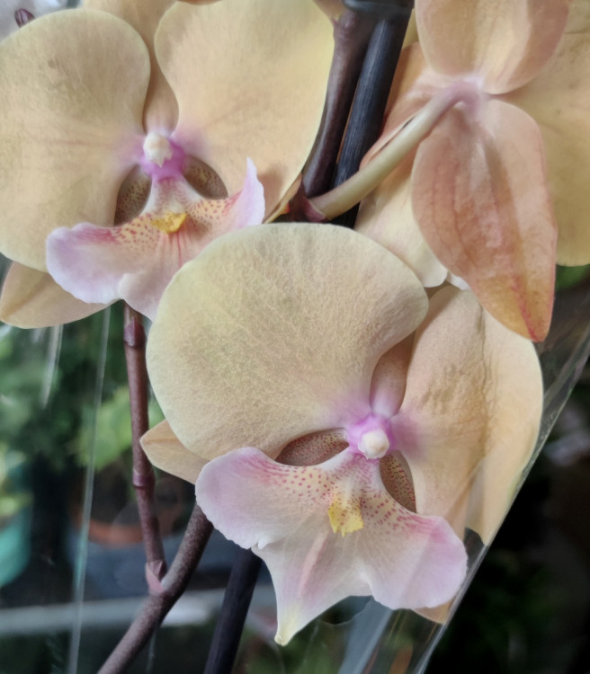 Орхидея Phalaenopsis, Big Lip (отцвел)