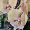 Орхидея Phalaenopsis, Big Lip (отцвел)