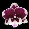 Орхидея Phal. (Kung's Amar Philip x Nankung's 4.55 PM) x Lioulin Hot Lip (еще не цвёл)    