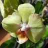Орхидея Phalaenopsis Kiwi 
