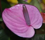 Anthurium Cavalli Purple (отцвел)
