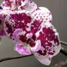Орхидея Phalaenopsis Big Lip (отцвел, РЕАНИМАШКА)   