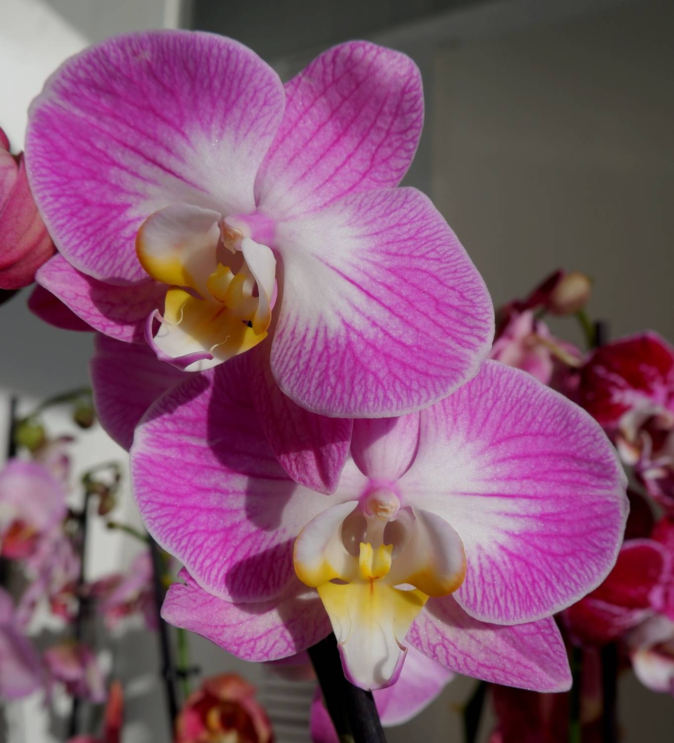 Стоковые фотографии по запросу Цветок орхидея