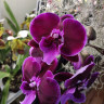 Орхидея Phalaenopsis Wine Velvet, Big Lip 