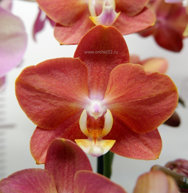Орхидея Phalaenopsis Horizon (отцвел, РЕАНИМАШКА)