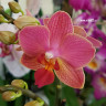 Орхидея Phalaenopsis, mini (отцвел)