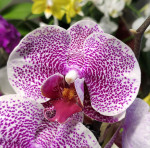 Орхидея Phalaenopsis Pandora 