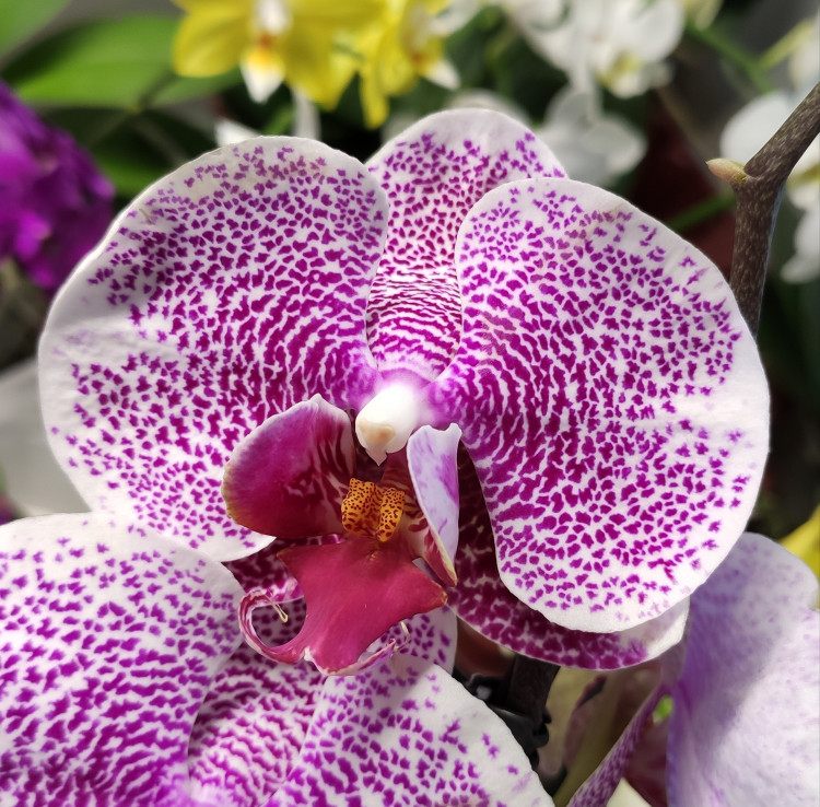 Орхидея Phalaenopsis Pandora 