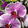 Орхидея Phalaenopsis Pandora 