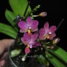 Орхидея Phalaenopsis mini (отцвёл)