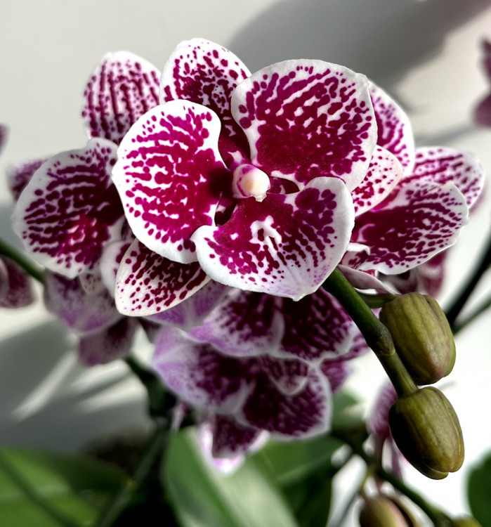 Орхидея Phalaenopsis Big Lip, midi 