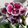 Орхидея Phalaenopsis Big Lip, midi 